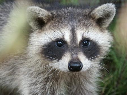 Our Wright Farms Metropolitan District neighborhoods are experiencing a growth in the raccoon population